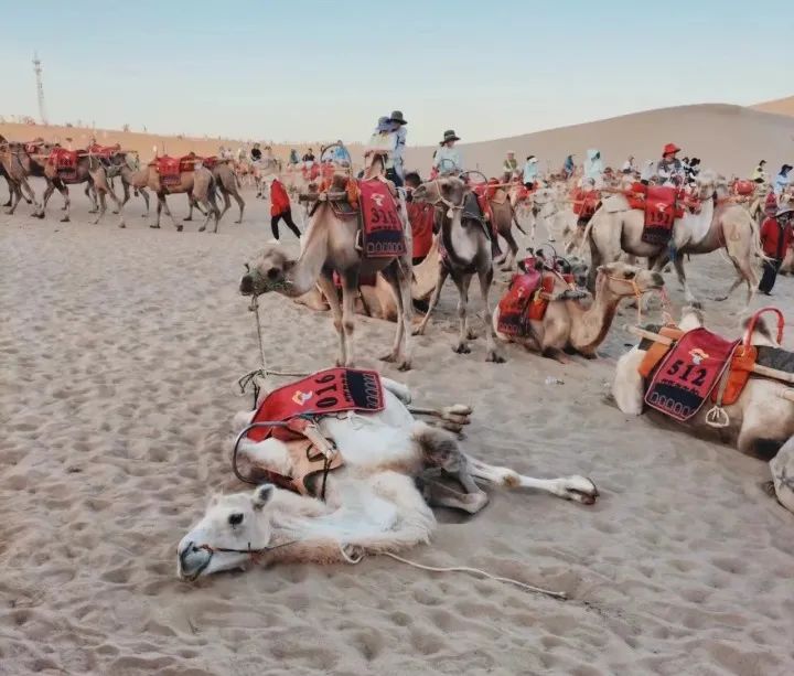 敦煌骆驼“上班”忙！业内人士：拉两年骆驼能赚一套房