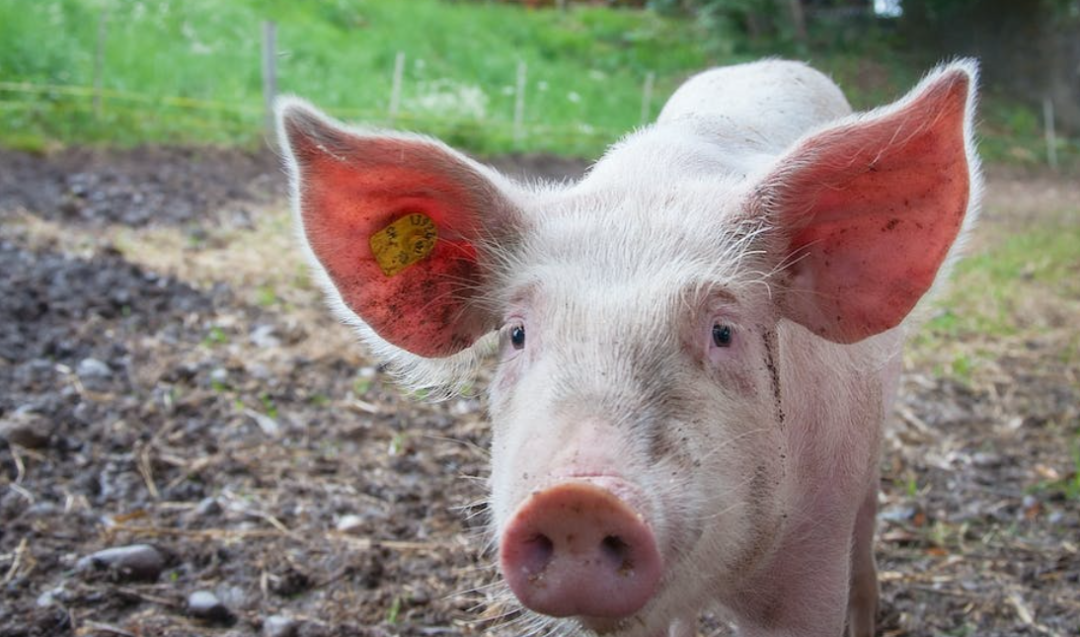 《中国商报》：猪价连连上涨 养猪业仍难言乐观