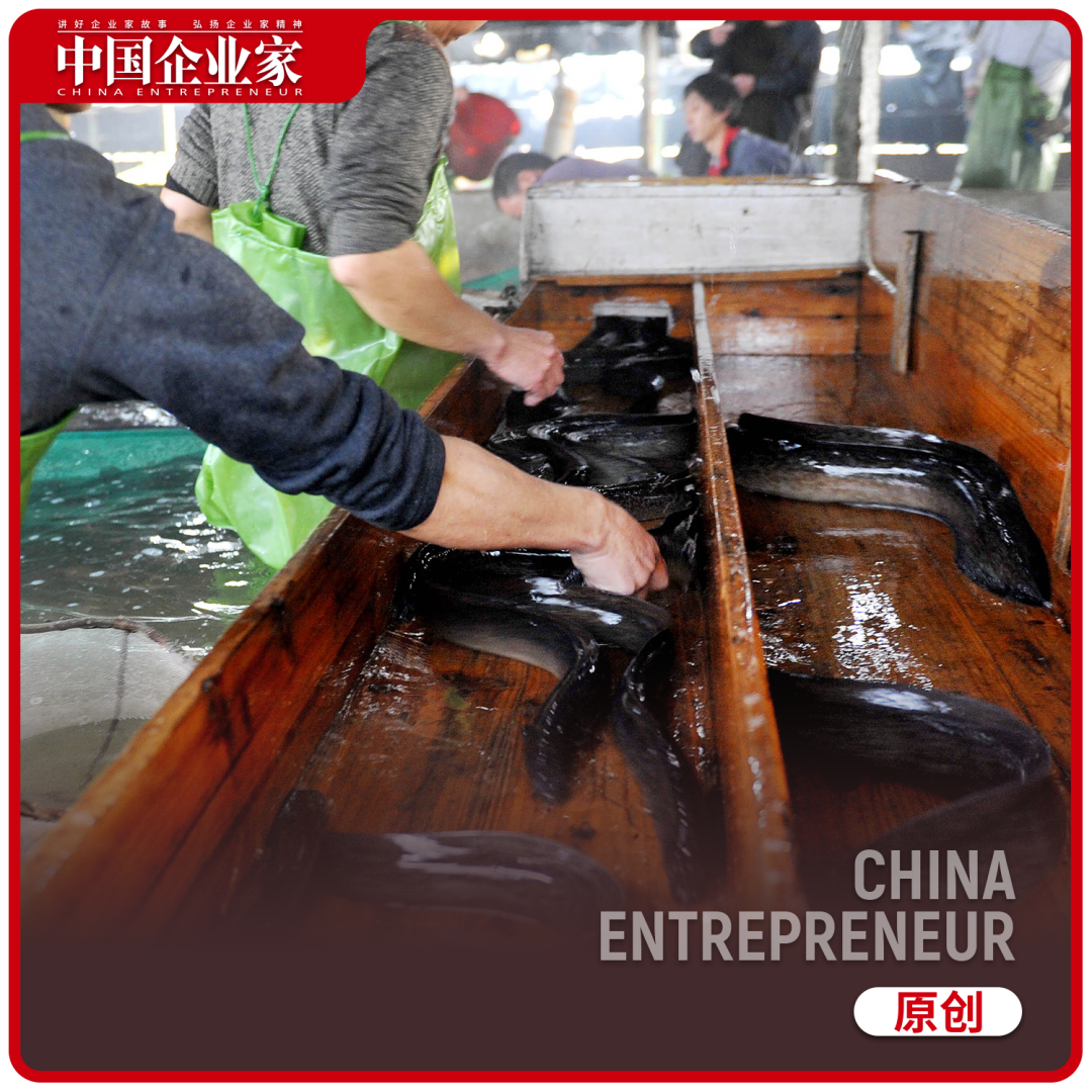 探访｜核污水排海，中国鳗鱼之乡的担忧！价格不理想，几百万元投入没回本